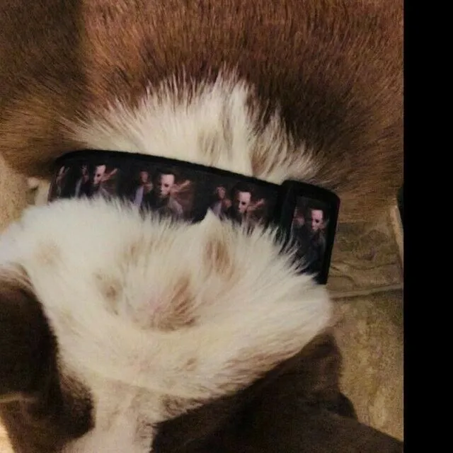 Grumpy Cat dog collar handmade adjustable buckle collar 1" wide or leash Petcollarshandmade