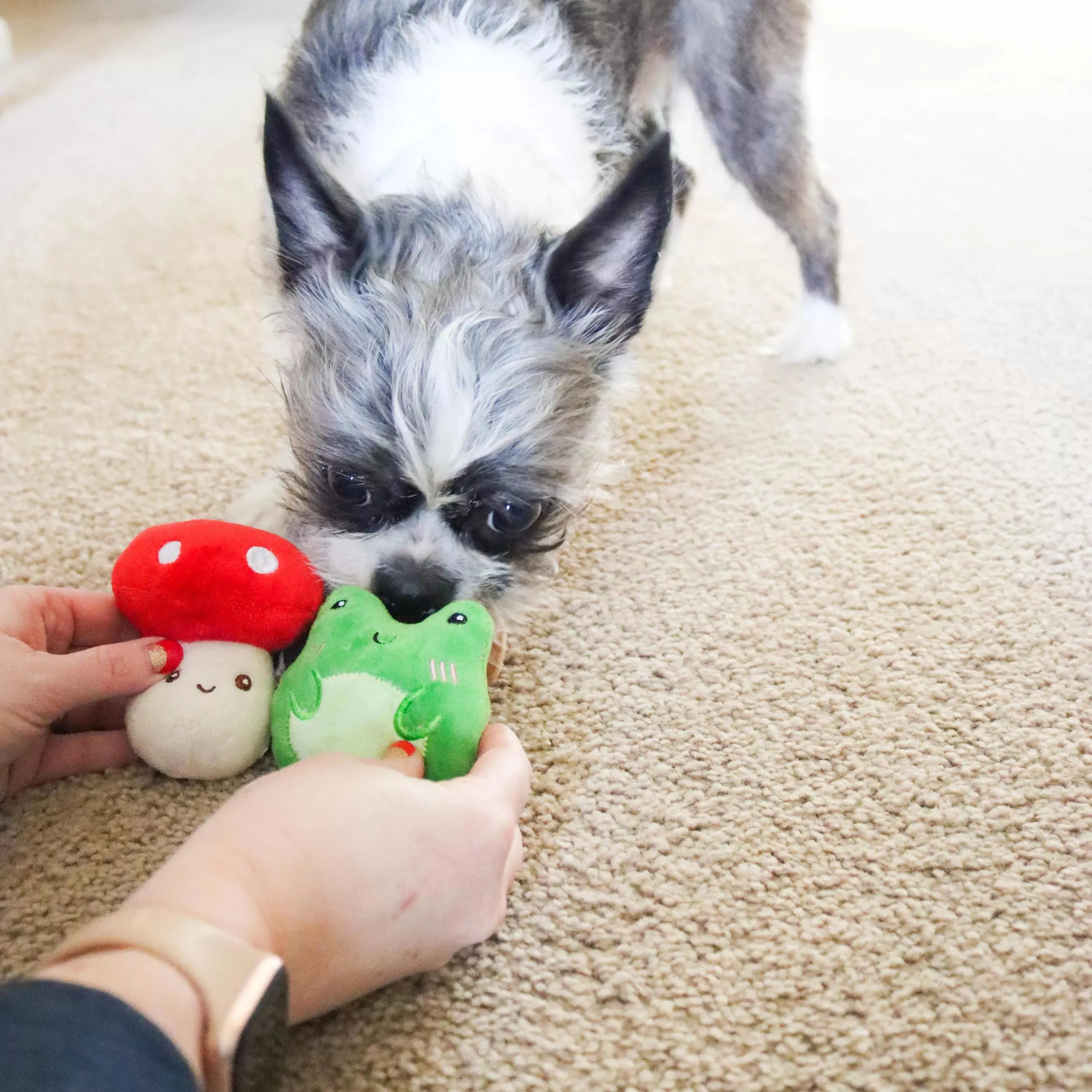 Li'l Pals® 3 Pack Dog Toy Combo, Secret Garden