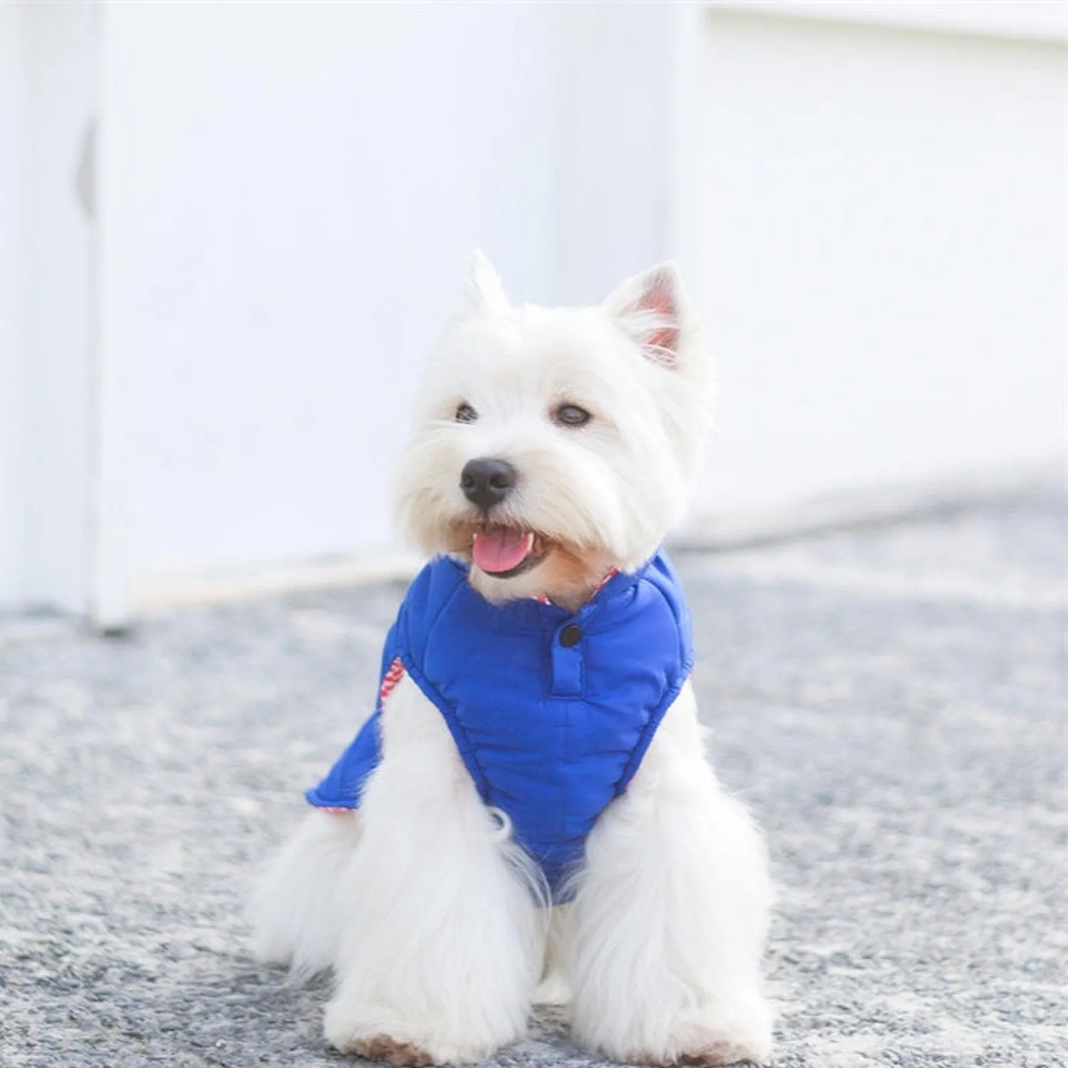 Porsche Reversible Dog Jacket