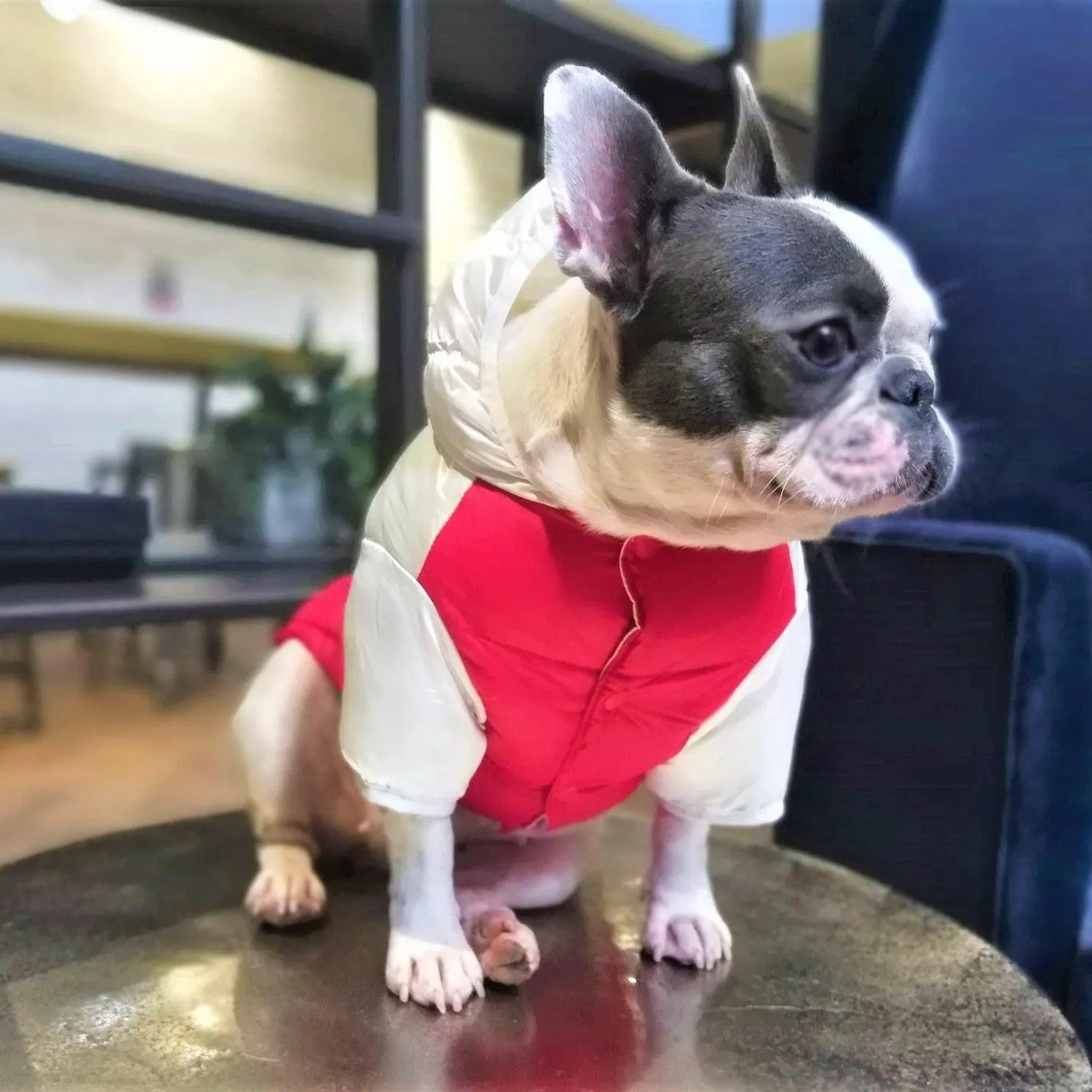 Puffer Waterproof Dog Jacket