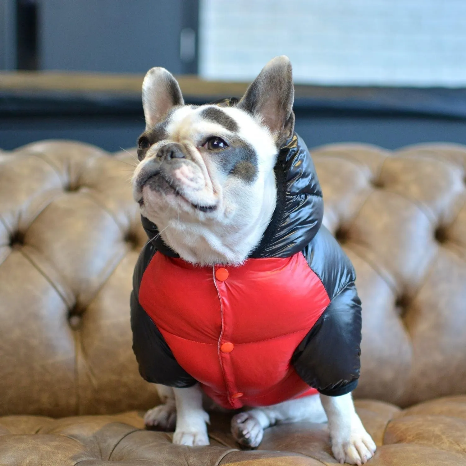 Puffer Waterproof Dog Jacket