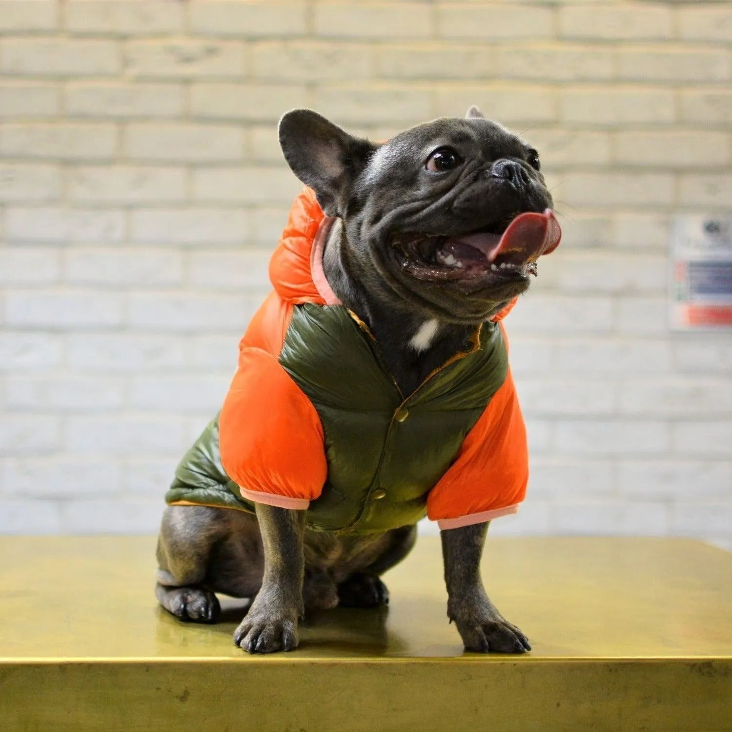 Puffer Waterproof Dog Jacket