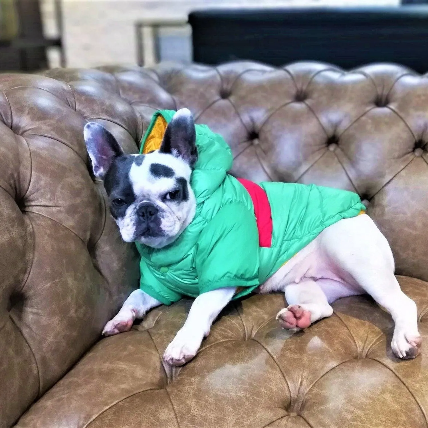 Puffer Waterproof Dog Jacket