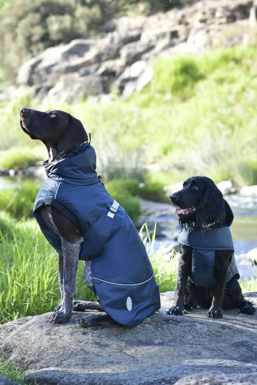 WeatherBeeta Explorer Medium Dog Coat