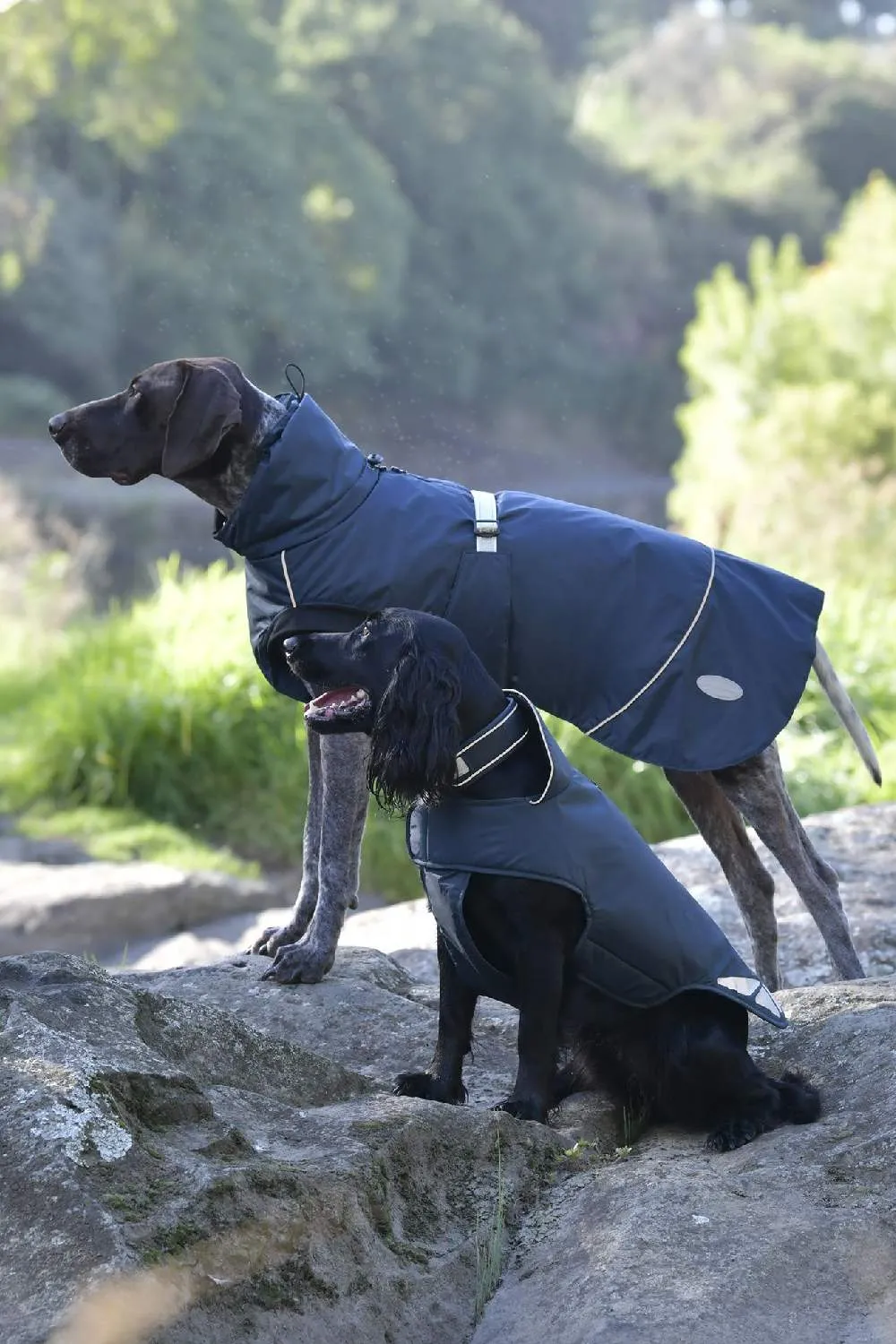 WeatherBeeta Explorer Medium Dog Coat