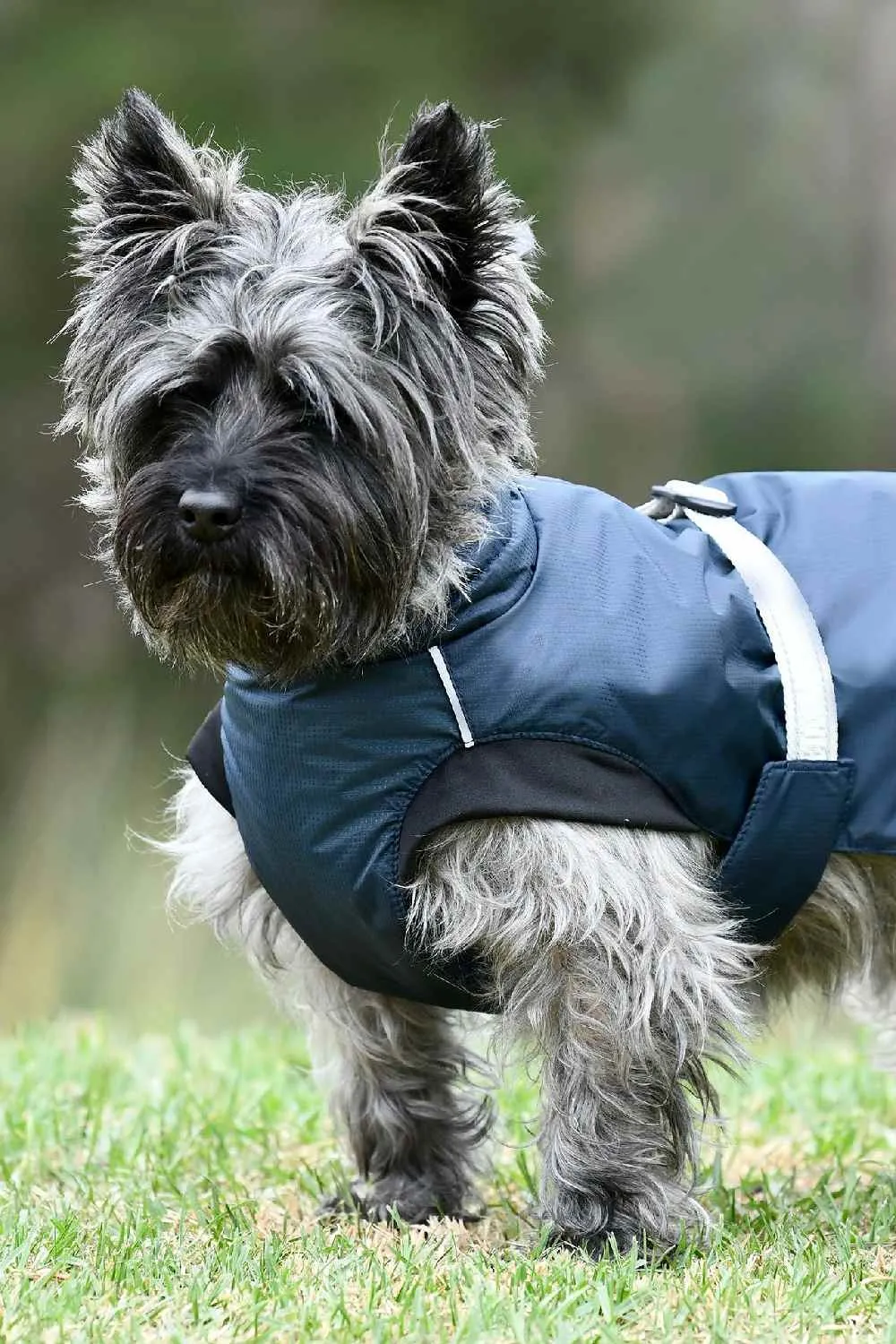 WeatherBeeta Explorer Medium Dog Coat
